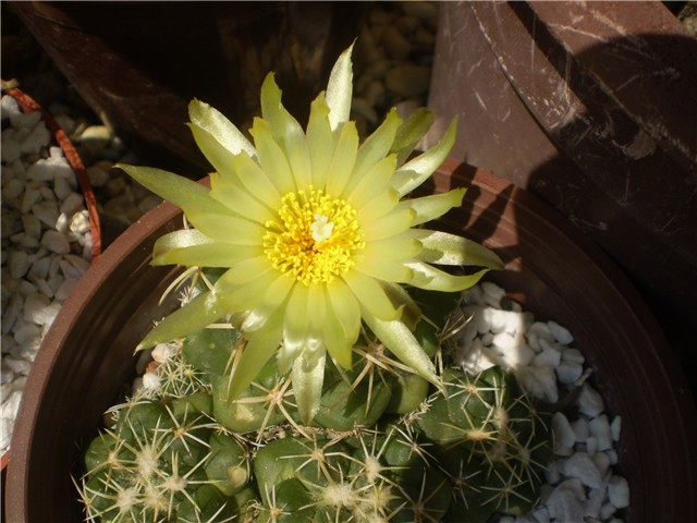 kaktus